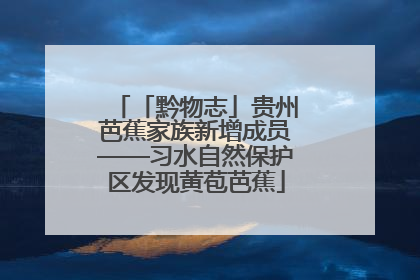 「黔物志」贵州芭蕉家族新增成员——习水自然保护区发现黄苞芭蕉