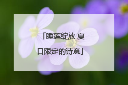 睡莲绽放 夏日限定的诗意