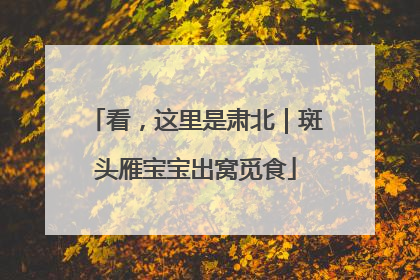 看，这里是肃北｜斑头雁宝宝出窝觅食