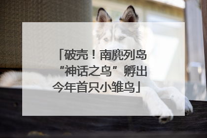 破壳！南麂列岛“神话之鸟”孵出今年首只小雏鸟