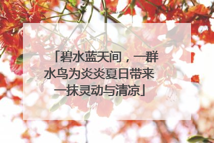 碧水蓝天间，一群水鸟为炎炎夏日带来一抹灵动与清凉