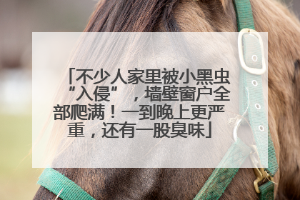 不少人家里被小黑虫“入侵”，墙壁窗户全部爬满！一到晚上更严重，还有一股臭味