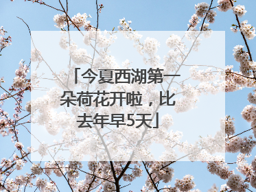 今夏西湖第一朵荷花开啦，比去年早5天