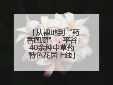 从裸地到“药香画廊”，平谷40余种中草药特色花园上线