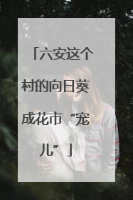 六安这个村的向日葵成花市“宠儿”