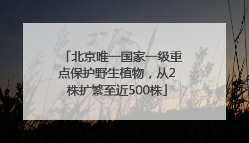 北京唯一国家一级重点保护野生植物，从2株扩繁至近500株