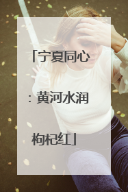宁夏同心：黄河水润枸杞红