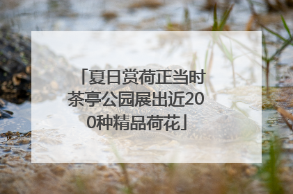 夏日赏荷正当时 茶亭公园展出近200种精品荷花