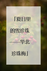夏日里的雪珍珠——华北珍珠梅