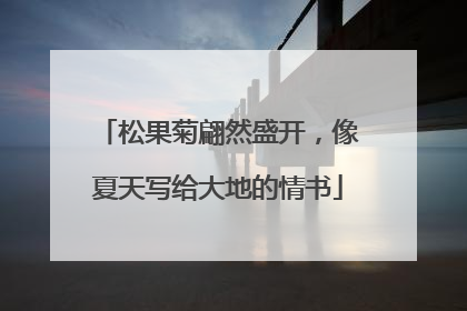 松果菊翩然盛开，像夏天写给大地的情书