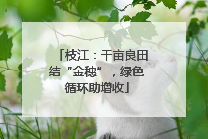 枝江：千亩良田结“金穗”，绿色循环助增收