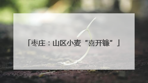 枣庄：山区小麦“喜开镰”