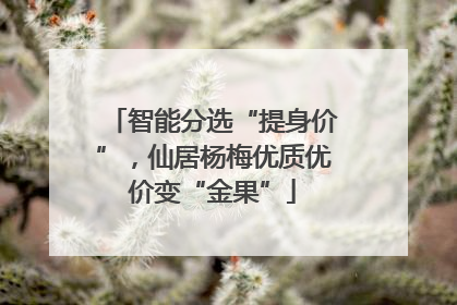 智能分选“提身价”，仙居杨梅优质优价变“金果”