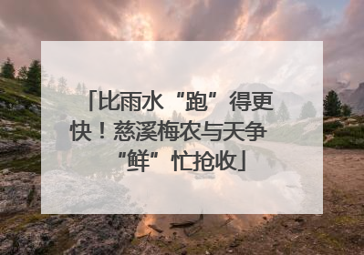 比雨水“跑”得更快！慈溪梅农与天争“鲜”忙抢收