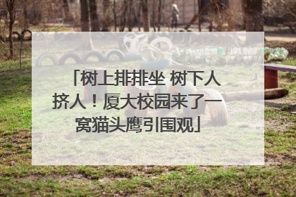 树上排排坐 树下人挤人！厦大校园来了一窝猫头鹰引围观