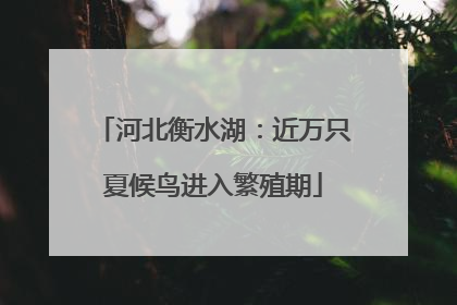 河北衡水湖：近万只夏候鸟进入繁殖期