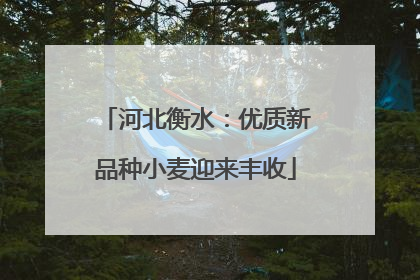 河北衡水：优质新品种小麦迎来丰收