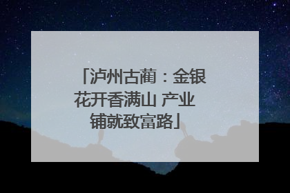 泸州古蔺：金银花开香满山 产业铺就致富路