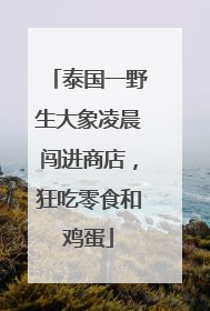 泰国一野生大象凌晨闯进商店，狂吃零食和鸡蛋