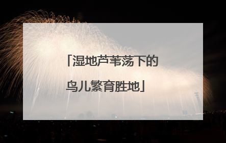 湿地芦苇荡下的鸟儿繁育胜地