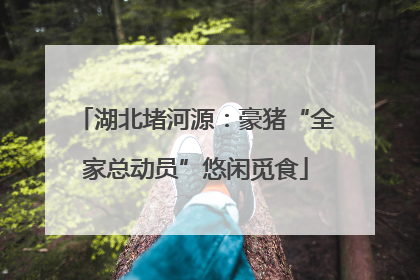 湖北堵河源：豪猪“全家总动员”悠闲觅食