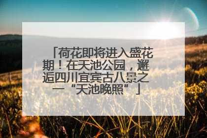 荷花即将进入盛花期！在天池公园，邂逅四川宜宾古八景之一“天池晚照”