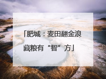 肥城：麦田翻金浪藏粮有“智”方