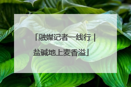融媒记者一线行｜盐碱地上麦香溢
