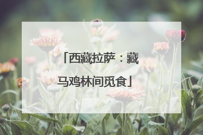 西藏拉萨：藏马鸡林间觅食