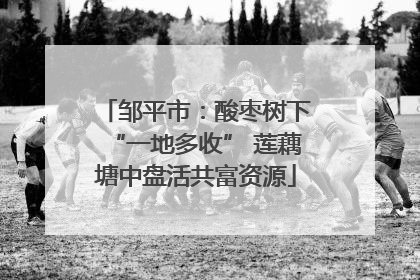 邹平市：酸枣树下“一地多收” 莲藕塘中盘活共富资源