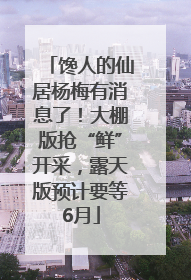 馋人的仙居杨梅有消息了！大棚版抢“鲜”开采，露天版预计要等6月