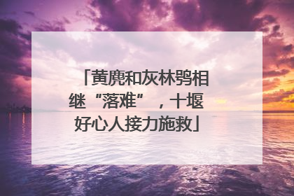 黄麂和灰林鸮相继“落难”，十堰好心人接力施救