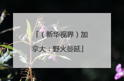 （新华视界）加拿大：野火蔓延
