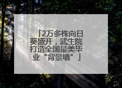 2万多株向日葵盛开，武生院打造全国最美毕业“背景墙”
